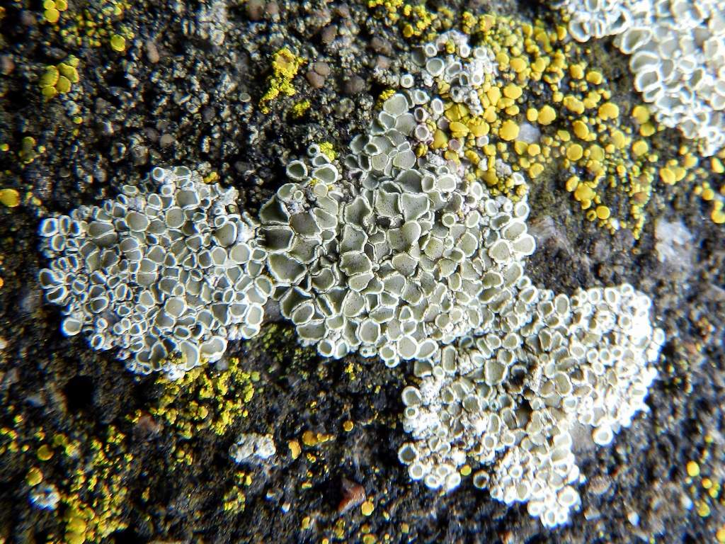 Lecanora sp. ?